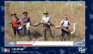 Un python de plus de 5 mètres capturé !