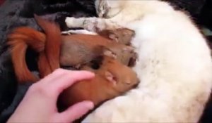 Des bébés écureuils viennent boire le lait d'une maman chien. Trop mignon