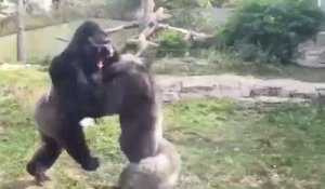Ils filment un impressionnant combat de gorilles au zoo