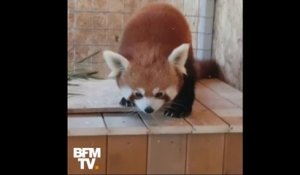Cet adorable panda roux est devenu la nouvelle vedette  du zoo de Brasov en Roumanie