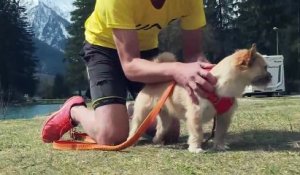 Le chien "Gobi" au marathon de Paris
