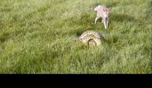 Un renard vient en aide à son ami attrapé par un python