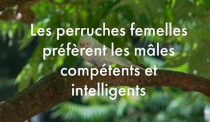 Les perruches femelles préfèrent les mâles compétents et intelligents