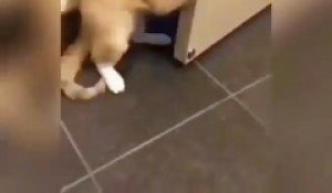 Ce chat a une réaction incroyable quand on lui demande de partir. Choquant !