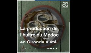 Gironde: Une poignée d'ostréiculteurs relancent l'huître du Médoc