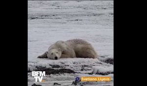 Pourquoi cet ours polaire s’est retrouvé à 700 km de son habitat ?