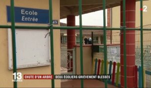 Arbre tombé dans une école : les élèves choqués par l'accident