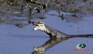 Le plus gros serpent Cottonmouth aperçu dans la nature