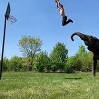 Il dunke grace à un... éléphant !