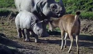 Ce bébé rhinocéros découvre le monde et c'est trop mignon