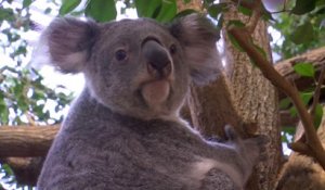 Koalas, girafes, orangs-outans...Comme un million d'espèces, ils pourraient disparaître d'ici quelques décennies selon l'ONU