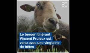Strasbourg: Des moutons pour désherber près de la gare SNCF