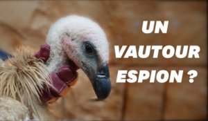 Un vautour soupçonné d'espionnage au Yémen