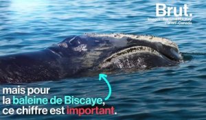 Bonne nouvelle pour l'une des baleines les plus menacées au monde