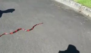 Un serpent corail bien décidé à attraper sa proie
