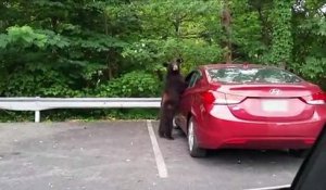 Quand un ours veut conduire ta voiture... "mais si j'ai le permis"