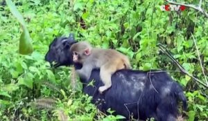 Une chèvre et un petit singe sont meilleurs amis... Adorable