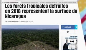 12 millions d'hectares des fôrets tropicales ont disparu !