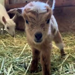 Ce Bebe Chevre Tout Mignon Sait A Peine Marcher Trop Cute Sur Orange Videos