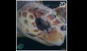 Le Musée océanographique de Monaco ouvre un «hôpital» pour tortues marines