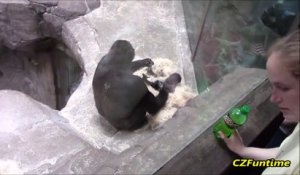Une maman gorille vient montrer son bébé aux touristes... Adorable