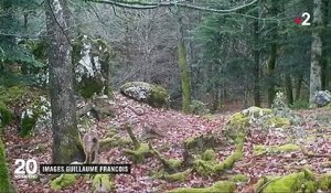 Animaux : ces lynx et vautours protégés en France