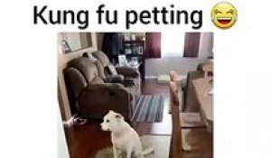 Quand on essaie d'apprendre le Kung Fu à son chien. Hilarant !