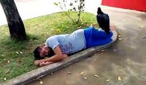 Un vautour posé sur un homme endormi sur le sol