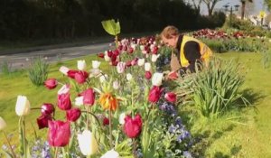 Jardin - 60 ans de cités fleuries
