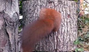 Cet écureuil adorable se fait un nid douillet