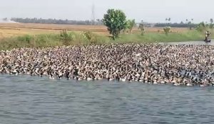 Des fermiers guident des milliers de canards sur l'eau