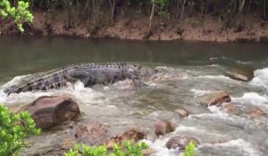 Un énorme crocodile descend les rapides de cette rivière
