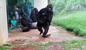 Les gorilles n'aiment pas la pluie