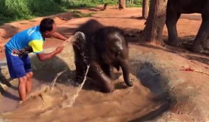 Ce bébé éléphant adore prendre son bain... Trop mignon