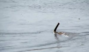 Mais quel est cet animal filmé dans une rivière du brésil... Monstre marin?
