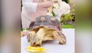 Une tortue déguste des pétales de roses !