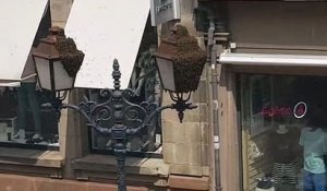 Saverne : un essaim d'abeilles en centre-ville