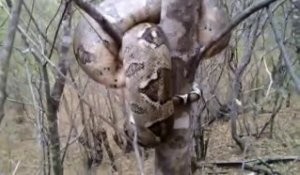 Il découvre un énorme python enroulé dans un arbre