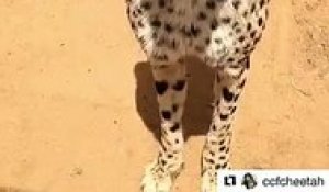 Ce Chat Miaule Bizarrement Sur Orange Videos