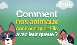 Comment les animaux communiquent-ils avec leur queue ?