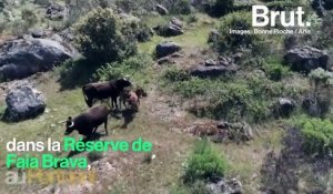 Au Portugal, des vaches domestiques retrouvent leur état sauvage