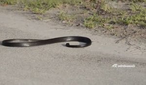 Mysterieux : un serpent se mord lui-même
