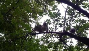 Une mère écureuil courageuse vient défendre son bébé contre un aigle
