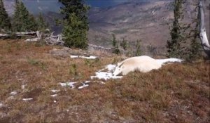 Un touriste découvre une chèvre sauvage morte mais en réalité... Elle ne l'est pas vraiment