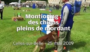 VIDEO. A Celles-sur-Belle (79), les chiens attaquent pour de rire