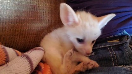 Quoi De Plus Mignon Que Ce Bebe Fennec Sur Orange Videos