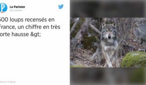 Le seuil des 500 loups a été dépassé en France