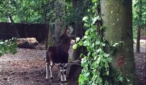 Deux nouveaux okapis au zoo de Mulhouse