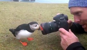 Curieux, cet oiseau vient toucher l'appareil photo du photographe ! Macareux - Puffin