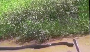 Des touristes tombent sur un énorme anaconda... Monstre impressionnant